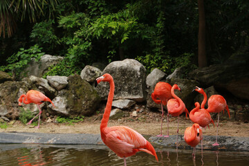 American flamingo in Yucatan Peninsula, Mexico