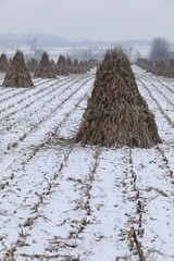 Corn Shocks in a Snowy Field | Holmes County, Ohio