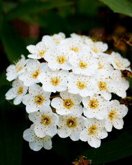 White Flower Natural Macro Spiraea