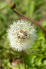 Taraxacum Officinale or Dandelion