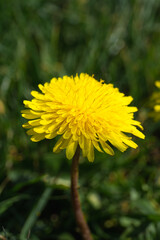 Beautiful yellow flower in summer