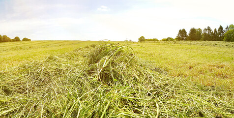 Gemähtes Heu mit Klee auf der Wiese im Sommer - Heuernte Panorama