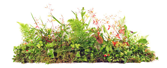 Weed Plants growing Banner isolated on white Background - Plant Control Panorama. - 502801400