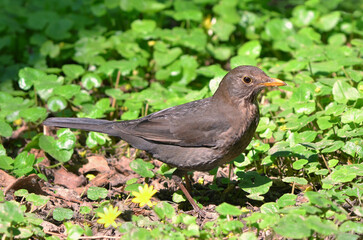 Starling ( female) on a spring  garden greenery background in sunny day. Wild birds outdoors  close up photo. 	