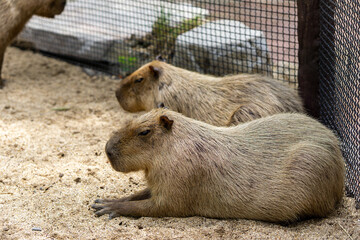 2 Capybara sitting on the sand peacefully