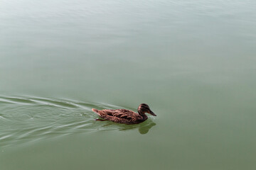 Water Lilly pond with ducks, summer country side landscape
