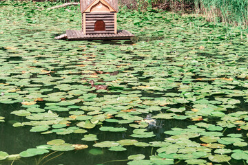 Water Lilly pond with ducks, summer country side landscape