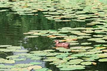 Water Lilly pond with ducks, summer country side landscape