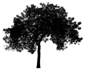 Fototapeta premium Tree silhouette isolated on white background