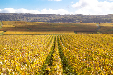 Vue sur les vignes depuis sur le Le Phare de Verzenay, au coeur du vignoble champenois, érigé en 1909 par Joseph Goulet, négociant en vins de Champagne entre Reims et Epernay, dans la Marne