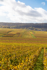 Vue sur les vignes depuis sur le Le Phare de Verzenay, au coeur du vignoble champenois, érigé en 1909 par Joseph Goulet, négociant en vins de Champagne entre Reims et Epernay, dans la Marne