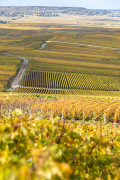 Vue sur les vignes depuis sur le Le Phare de Verzenay, au coeur du vignoble champenois, érigé en 1909 par Joseph Goulet, négociant en vins de Champagne entre Reims et Epernay, dans la Marne