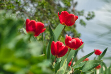 Red tulips in the gardenon a blurred background.