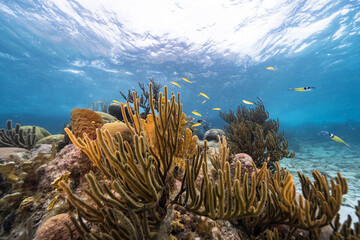 Seascape with various fish, coral, and sponge in the coral reef of the Caribbean Sea, Curacao - obrazy, fototapety, plakaty