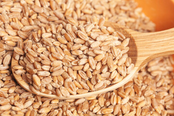 Wheat grains in wooden spoon background texture, top view
