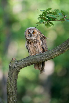 Long-eared owl looking to the camera while sitting on a tree branch. Owl in natural habitat. Asio altus.