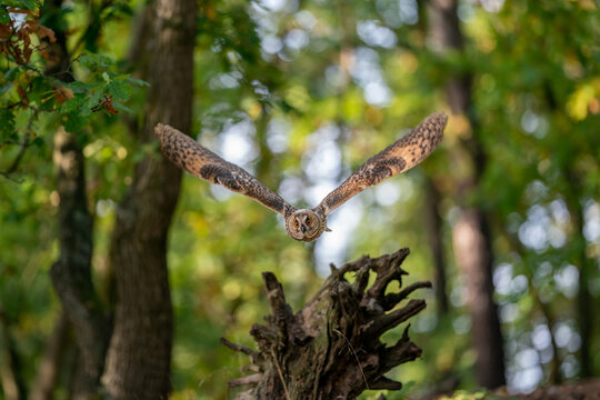 Flying owl over uprooted tree root. Long-eared owl with spread wings in a forest on background.