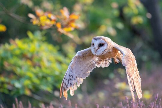 Barn owl flying above heater. Photo with spread wing from a side. Colorful scene of atumn forest with owl in a front. Tyto alba