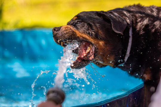 Hund Rottweiler spielt mir Wasser aus dem Gartenschlauch mit aufgerissenem Maul