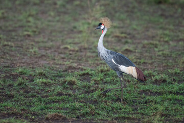 grey crowned crane in natural habitat (balearica regulorum)