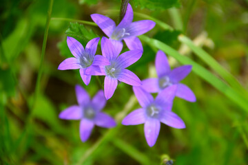 purple bluebell flowers in green grass, close-up