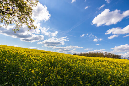 Rapsfeld im Frühling mit blauem Himmel und weißen Wolken