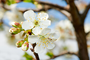 Beautiful cherry blossoms in spring. close-up shot