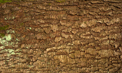 Embossed texture of the bark of fir. Photo of the fir-tree texture with green moss.