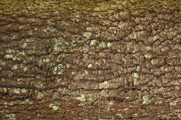 Embossed texture of the bark of fir. Photo of the fir-tree texture with green moss.
