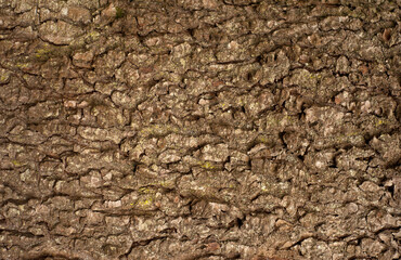 Embossed texture of the bark of fir. Photo of the fir-tree texture.