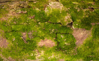 Embossed texture of the bark of fir. Photo of the fir-tree texture with green moss.