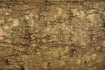 Embossed texture of the bark of fir. Photo of the fir-tree texture with green moss.