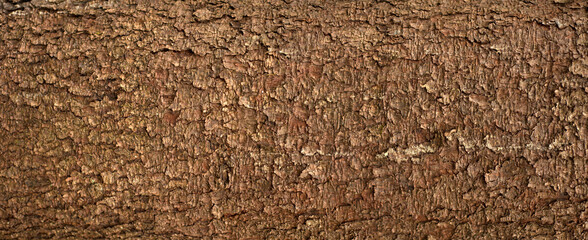 Embossed texture of the bark of fir. Panoramic photo of the fir-tree texture. - obrazy, fototapety, plakaty
