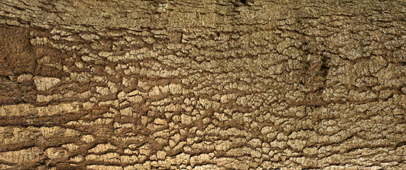 Embossed texture of the bark of fir. Panoramic photo of the fir-tree texture.