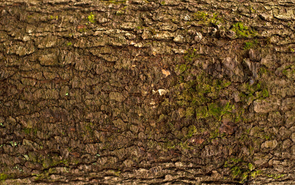 Embossed texture of the bark of fir. Photo of the fir-tree texture with green moss.