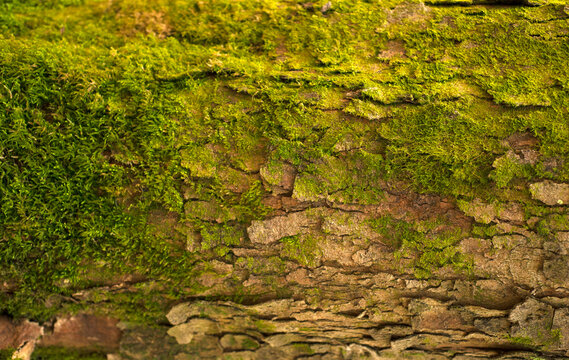 Embossed texture of the bark of fir. Photo of the fir-tree texture with green moss.