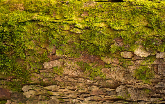 Embossed texture of the bark of fir. Photo of the fir-tree texture with green moss.