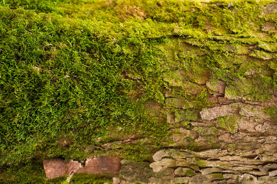 Embossed texture of the bark of fir. Photo of the fir-tree texture with green moss.