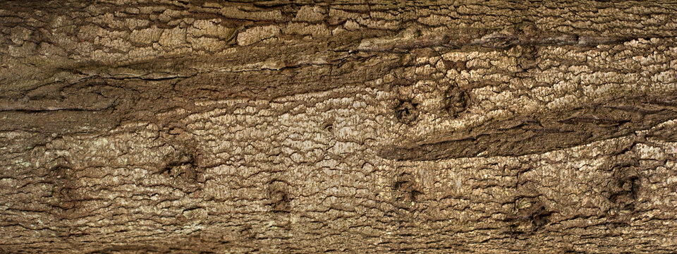 Embossed texture of the bark of fir. Panoramic photo of the fir-tree texture.