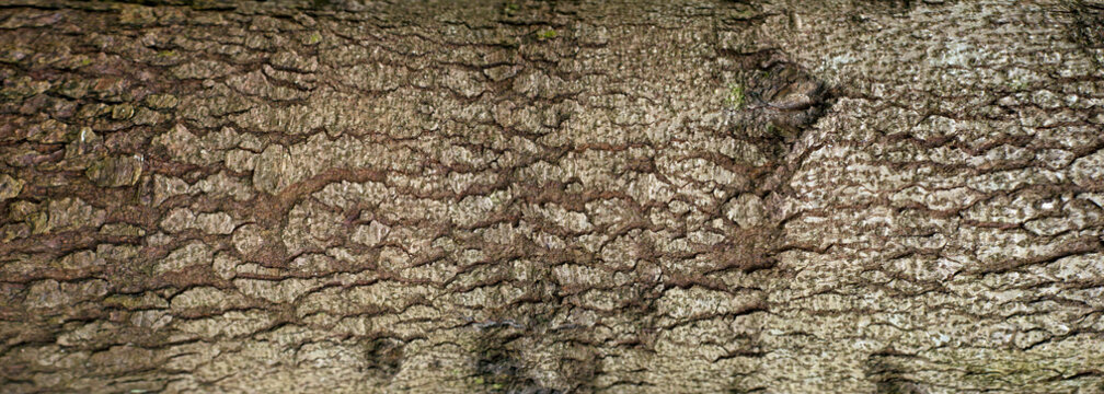 Embossed texture of the bark of fir. Panoramic photo of the fir-tree texture.