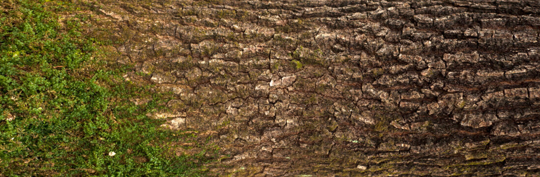 Embossed texture of the bark of oak. Panoramic photo of the oak texture with moss.