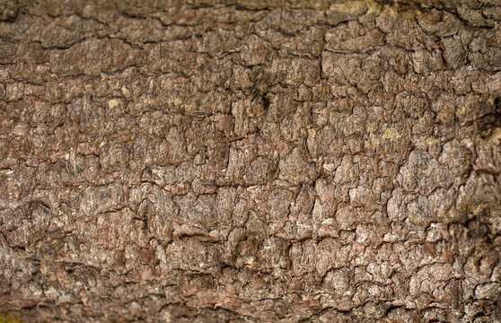 Embossed texture of the bark of fir. Photo of the fir-tree texture.