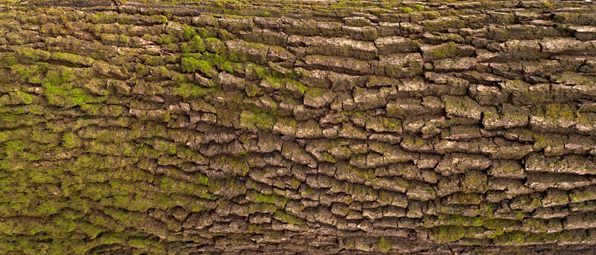Embossed texture of the bark of oak. Panoramic photo of the oak texture with moss.
