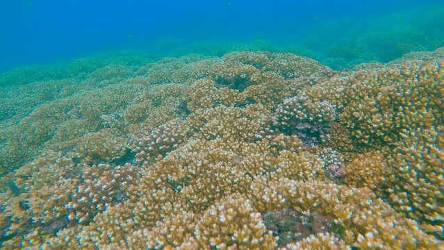 UNDERWATER: Texture overview of tropical reef and coral bleaching. Aquatic organisms in exotic ocean waters. Marine ecosystem and arising environmental issues as a result of warming waters.