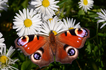 Schmetterling 1018