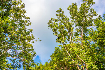 Fototapeta premium Tropical plants palm trees at natural jungle forest Tulum Mexico.