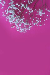 White small inflorescences on a bright pink background. Delicate floral arrangement. Background for a greeting card.