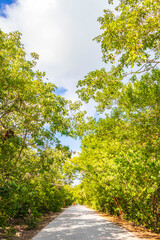 Tropical plants palm trees at natural jungle forest Tulum Mexico.
