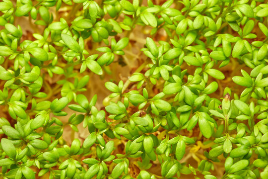 Viele kleine junge Kresse Pflanzen wachsen dicht beieinander.
