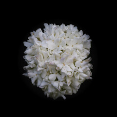 Chinese Snowball Flowers on a dark background